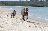 CANE CORSO 250